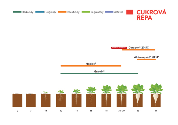 Cukrová repa