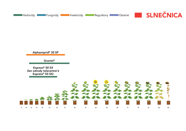 Slnečnica