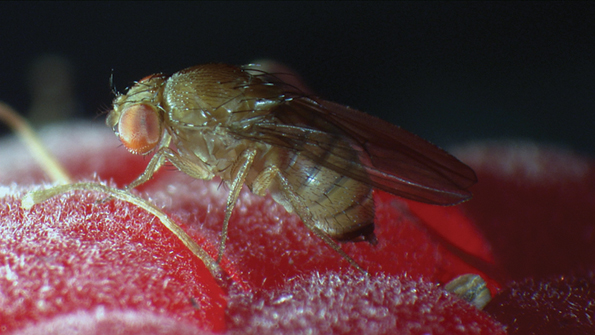 Drosophila suzukii